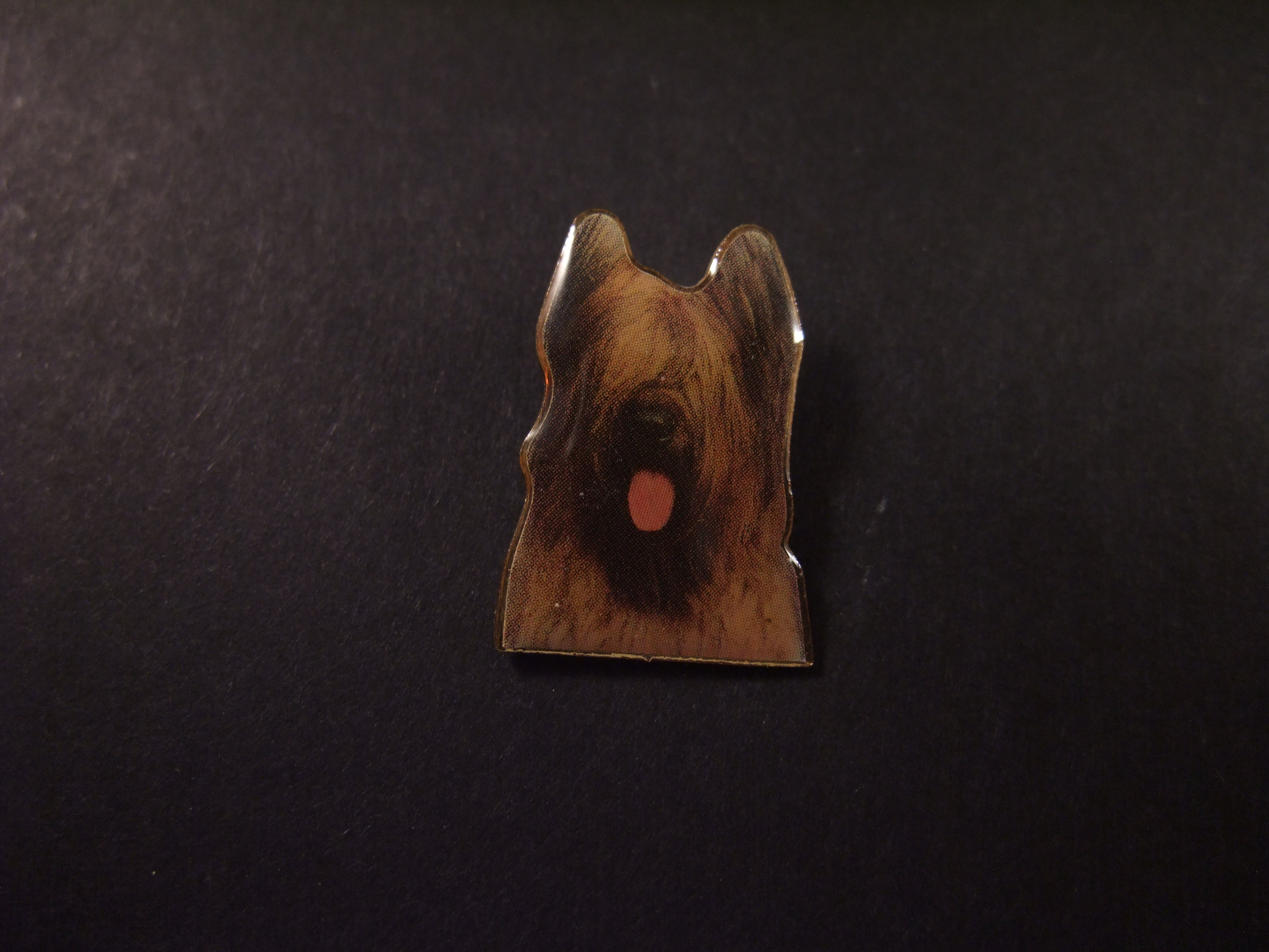 Briard Frans langharig hondenras, bruin